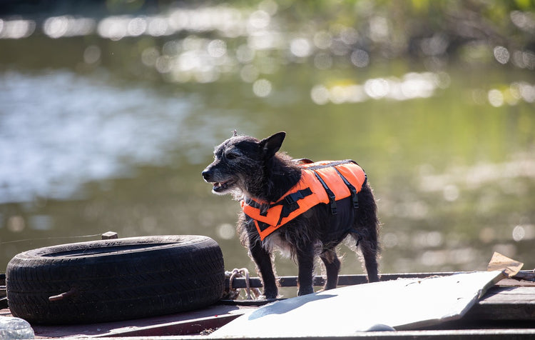 Camping - Pet Accessories